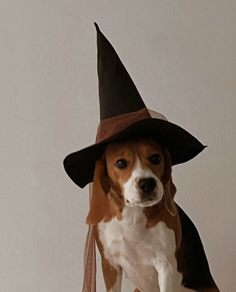 Fall Dog Photos, Dog Pfp, Puppy Things, Dog Aesthetic, I Like Dogs, Fall Dog, Scary Makeup, Pet Ideas, Halloween Dog