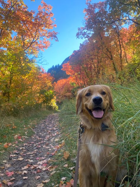 golden retriever fall aesthetic inspo hiking mountains autumn dog Golden Retriever Aesthetic, Happy Golden Retriever, Golden Retriever Service Dog Aesthetic, Gold Retriever, Golden Retriever Fall, Golden Retriever Fall Aesthetic, Golden Mountain Dog, Golden Retriever Service Dog, Hiking With Dog