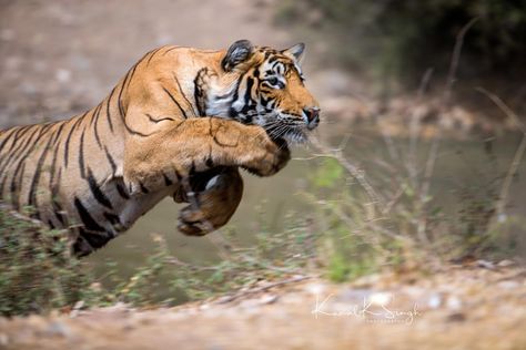 || The Flying Tiger || “Sometimes you see things that remain etched in your mind forever. A male tiger (T-97) exploded out of thick vegetation through a waterhole in an ambush that ultimately failed as the deer escaped unharmed. Massive power, a burst of explosive speed and display of athleticism that was simply breathtaking.” Ranthambore National Park, India. ••Kunal K Singh Photography•• Tiger Pouncing, Wolf Code, Male Tiger, Majestic Cats, Random Animals, Congratulations Photos, Panthera Tigris, Tiger Tattoo Design, Tiger Love