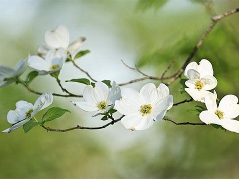 dogwood branches - Google Search Dogwood Blooms, Dogwood Branches, Dogwood Tree, Reed Diffuser Oil, Dogwood Trees, Dogwood Flowers, Easter Blessings, White Gardens, Tree Tattoo