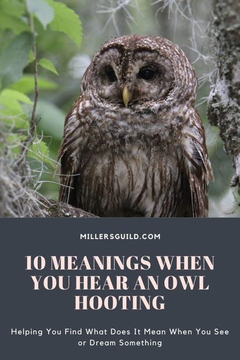 Hearing Owls Meaning, Spiritual Meaning Of Hearing Owls, Owl Hooting Meaning Spiritual, Owls Of Ga'hoole, Owl Meaning Spiritual, Owl Spirit Animal Meaning, Funny Owl Quotes, Owl Hooting, 10 Meaning