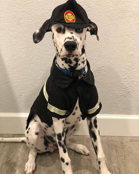 Dalmatian Puppy Costume, Dalmatian Dog Costume Diy, Firefighter Dalmation Costume, Dalmatian Costume For Dog, Dalmatian Halloween Costume, Dalmatian Halloween, Long Coat Dalmatian Puppy, Light Up Pumpkins, Dalmatian Dogs