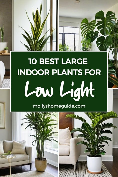 Discover the best indoor plants for low light conditions that will thrive in your space! These easy-care houseplants are perfect for dark homes and require minimal maintenance. Keep your cats safe with these pet-friendly plants while enjoying the air-purifying benefits they offer. Try these moisture-absorbing indoor plants to create a healthy environment in your home. Add some huge, low light houseplants to elevate your decor and brighten up any room effortlessly! Plants That Absorb Moisture, Indoor Plants For Living Room, Live Plants In Home Decor, Easy Indoor Plants Low Lights, Plants Aesthetic Living Room, Indoor Plants Decor Living Room Ideas, Office Plants Ideas Interior Design, Plants For Living Room Decor, Houseplants Aesthetic