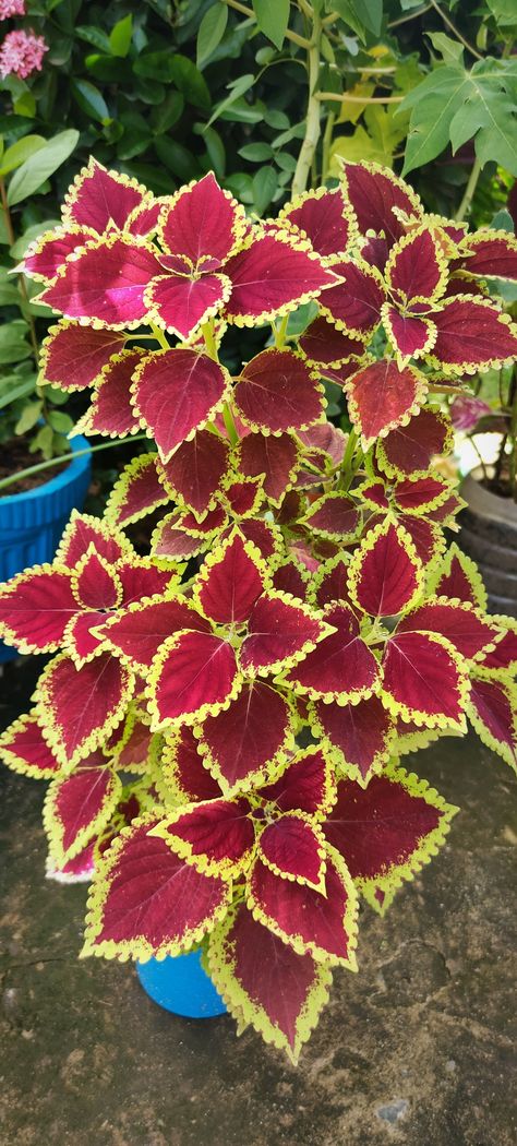 Coleus Plants, Coleus Plant, Decor 2024, Plant Images, Colorful Plants, River Walk, Shade Plants, Foliage Plants, Light Shade