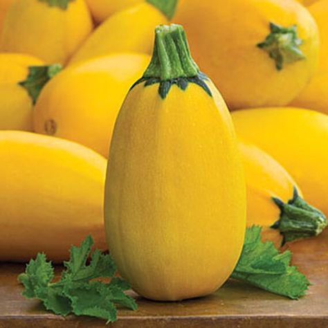 Golden zucchini is easy to grow and produces loads of butter yellow, delicious squash to cook and share. Harvest gallons from just a few plants, and use the bounty to make lemon-colored spiralized noodles and other low-carb, extra tasty dishes. This year, go for the garden gold. #goldenzucchini #gardenerspath Yellow Things, All Things Yellow, The Color Yellow, Golden Egg, Yellow Squash, Summer Squash, Sunshine Yellow, Sunny Yellow, Fruit And Veg