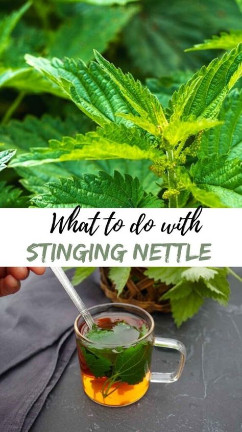 things to do with stinging nettle Stinging Nettle Tincture, Nettle Recipes, Herbal Diy, Living Naturally, Baby Cough Remedies, Homemade Cough Remedies, Dry Cough Remedies, Medicinal Herbs Garden, Herbs Garden