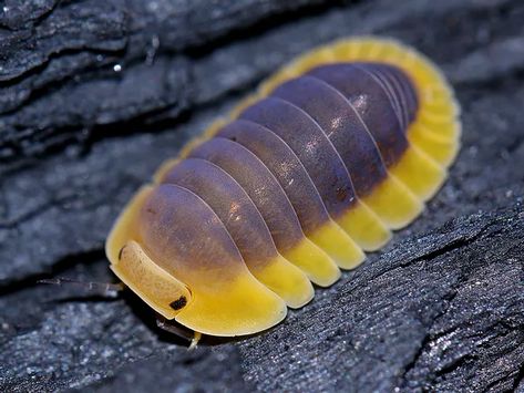 ISOPODS | Isopod Duck Isopod, Isopods Cute, Big Isopod, Rubber Duck Isopod, Isopod Aesthetic, Isopod Pfp, Rubber Ducky Isopod, Clown Isopod, Isopod Species