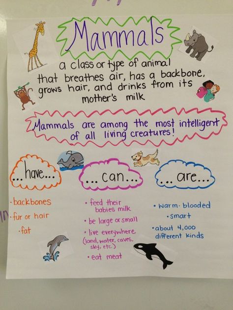 Mammal Anchor Chart! We just created this last week, the students did the research to discover what to add! :) Mammals Activities, Anchor Card, Classifying Animals, Animal Report, Science Anchor Charts, Animal Classification, 1st Grade Science, First Grade Science, Animal Science