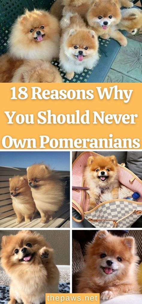 Pomeranians will change your life. Don’t get one of these monsters. It will be the worst thing you ever do! Here are 18 reasons why. Pomeranian Puppy Colors, Pomeranian Puppy Haircut, Wolf Sable Pomeranian, Cute Pomeranian Puppies, Pomeranian Teacup, Cute Tiny Dogs, Pomeranian Colors, Teddy Bear Pomeranian, Pom Puppy