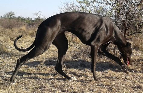 The Runalongs, Greyhound Reference, Dog Anatomy, Dog Poses, Animal Study, Grey Hound Dog, Animals Cute, Pretty Animals, Whippet