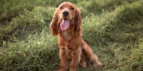 7 most popular Spaniel dog breeds — Country Living UK Spaniels Breeds, When Does Spring Start, Sussex Spaniel, Country Living Uk, Irish Water Spaniel, Welsh Springer Spaniel, Spaniel Breeds, Best Weekend Getaways, Springer Spaniels