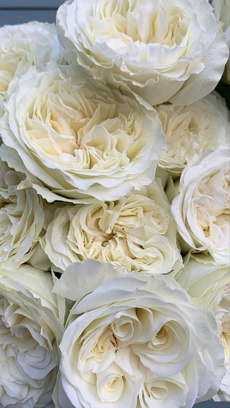 Cream Color Flowers, Cream Peonies, Juliet Rose, Luxury Flower Bouquets, Flower Therapy, Rare Flowers, Floral Photo, Cream Flowers, White Peonies