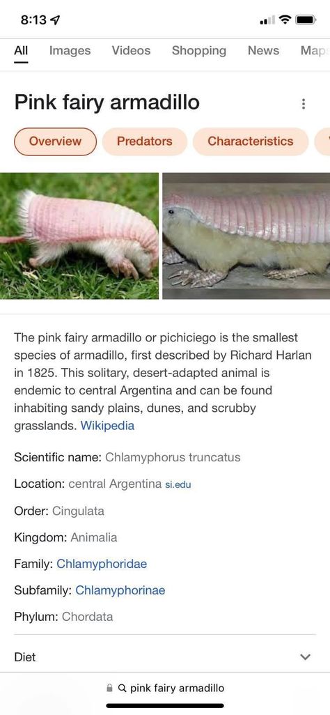 Pink Fairy Armadillo, Fairy Armadillo, Pink Fairy, Animals, Anime, Pink, Quick Saves