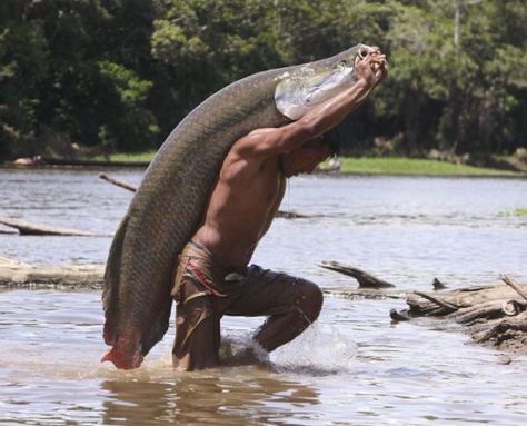 Amazon Fishing  - Arapaima Funny Fishing Quotes, Tattoo Beach, Fishing Gifts For Dad, River Monsters, Girls Fishing, Fishing Quotes, Beach Bike, Funny Fishing, Deep Sea Fishing