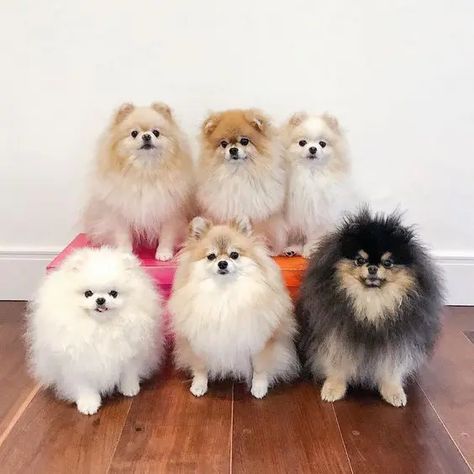 Pomeranian Colors, Toy Pom, Pomeranian Breed, Heavenly Creatures, Pom Dog, Most Beautiful Dogs, Cute Pomeranian, Dog Things, Cute Dog Pictures