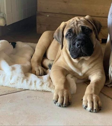 Boerboel Mastiff, Italian Mastiff Puppies, Bull Mastiff Dogs, Puppies And Babies, Dog Oc, English Mastiff Dog, English Mastiff Puppies, Cane Corso Mastiff, Cute Pictures Of Animals