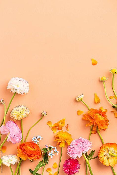 Bright Floral Background, Floral Photography Background, Floral Flatlay Photography, Flat Lay Flower Photography, Photo Flowers Photography, Flower Stock Photos, Studio Flower Photography, Colorful Flowers Background, Spring Flat Lay Photography