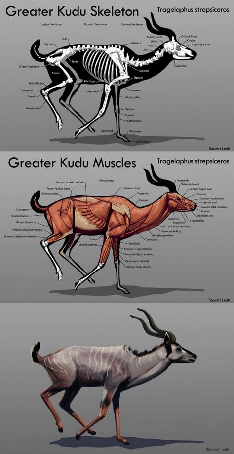 Animal Skeleton Anatomy, Deer Anatomy, Hooved Animals, Greater Kudu, Zoo Ideas, Skeleton Anatomy, Animal Skeletons, Drawing Animals, Animal Anatomy