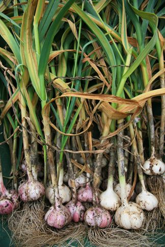 Garlic Plant, Garlic Growing, Macro Fotografia, Plants That Repel Bugs, Potted Herbs, Growing Garlic, Garden Veggies, Veg Garden, Food Garden