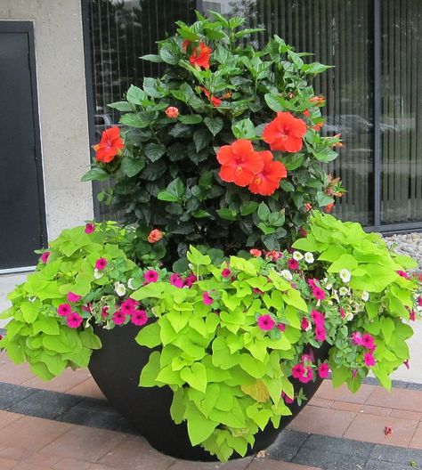 hibiscus planter Kraft | Flowers | Pinterest | Hibiscus, Planters ... Pool Flowers, Hibiscus Garden, Hibiscus Tree, Flower Hibiscus, Plant Arrangements, Container Garden Design, Landscape Maintenance, Container Gardening Flowers, Pot Ideas