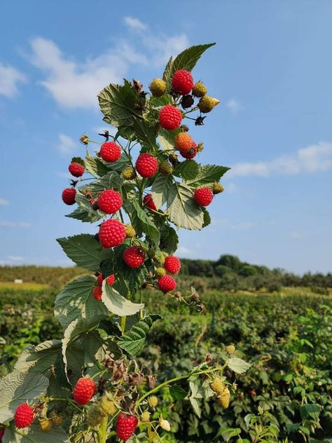 Rasberry Bushes, Wisconsin Aesthetic, Raspberry Aesthetic, Raspberry Bush, Fruit Watercolor, Fresh Raspberries, Fruit Plants, Spring Aesthetic, Flowering Vines