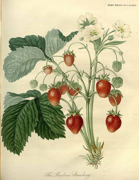 218208 Fragaria vesca L. var. Roseberry / Transactions of the royal horticultural society of London, vol. 2: t. 27 (1822) Strawberry Reference, Public Domain Illustrations, Botanical Prints Free, Vintage Prints Art, Strawberry Items, Strawberry Pictures, Strawberry Illustration, Strawberry Blossom, Fruit Botanical