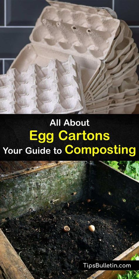 Have you ever wondered how to recycle egg cartons? We have incredible tips for foam egg cartons and paper egg cartons. Discover information for recycling your cardboard egg carton and even your plastic egg carton. If you’re curious about egg carton compost, this is for you. #egg #carton #compost Egg Carton Planter, Egg Carton Garden, Styrofoam Recycling, Backyard Hacks, Big Planters, Types Of Eggs, Veggie Gardens, Aloe Vera Benefits, Vegetable Benefits