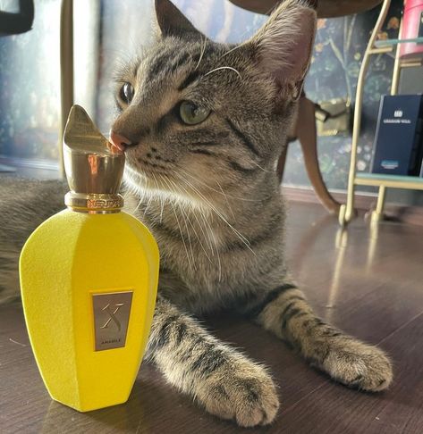 Today Sporos is choosing to wear Amabile 🍏😺 AMABILE with its ingredients structure perfectly matches the style of his two predecessors. #amabile #xerjoffv #xerjoff #sporos #velvetcollection #perfumes #rosinaperfumery #glyfada #athensriviera #nicheperfumery #nicheperfumes #cat Cat Perfume, Paint Booth, Niche Perfume, Velvet Collection, Fragrance