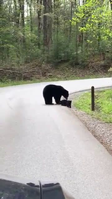 Bear cubs crossing the street. - Streamable Bear Videos, Road Video, Street Music, Cades Cove, Bear Cubs, Cute Animal Videos, Cute Creatures, Sweet Animals, Animal Planet