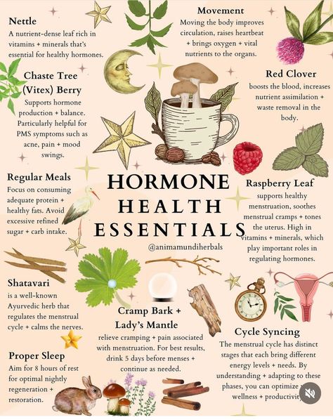 Herb Meanings, Hormone Harmony, Earth Connection, Luteal Phase, The Endocrine System, Nourishing Meals, Herbal Education, Chaste Tree, Hormonal Health