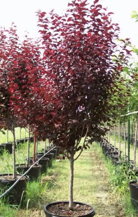 Ornamental plum, blooms with white flowers in the spring. Purple will look good against light fence Purple Leaf Plum Tree, Decorative Trees, Trees For Front Yard, Cherry Plum, Sacred Garden, Plum Tree, Backyard Paradise, House Landscape, Front Yard Landscaping Design