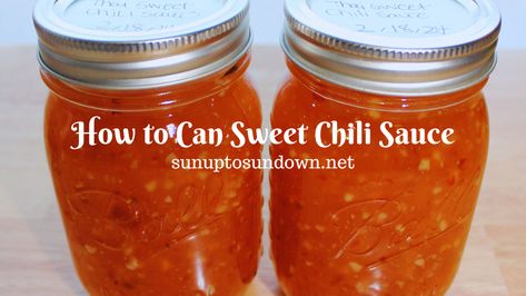 Today we're sharing a recipe of How to Can Sweet Chili Sauce. A homemade recipe of the perfect garlicky, tangy, sweet, and spicy sauce! Homemade Sweet Chili Sauce Healthy, Canning Thai Sweet Chili Sauce, Canned Sweet Chili Sauce, Canning Sweet Chili Sauce, Chili Sauce Recipe Easy, Chili Sauce Recipe Canning, Homemade Sweet Chili Sauce, Sweet Chili Sauce Recipe, Red Jalapeno