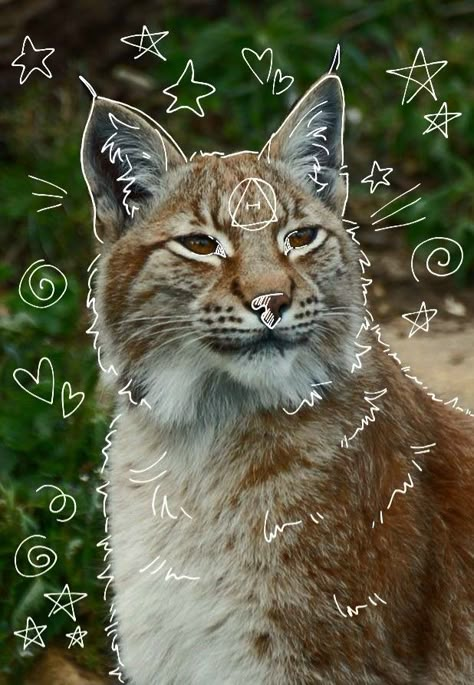 Lynx Therian, Lynx Therian Pfp, Cute Therian Wallpaper, Arctic Fox Therian Pfp, Therian Art Cat, Therian Pfp, Eurasian Lynx, Maybe In Another Life, Spirit Animal Art