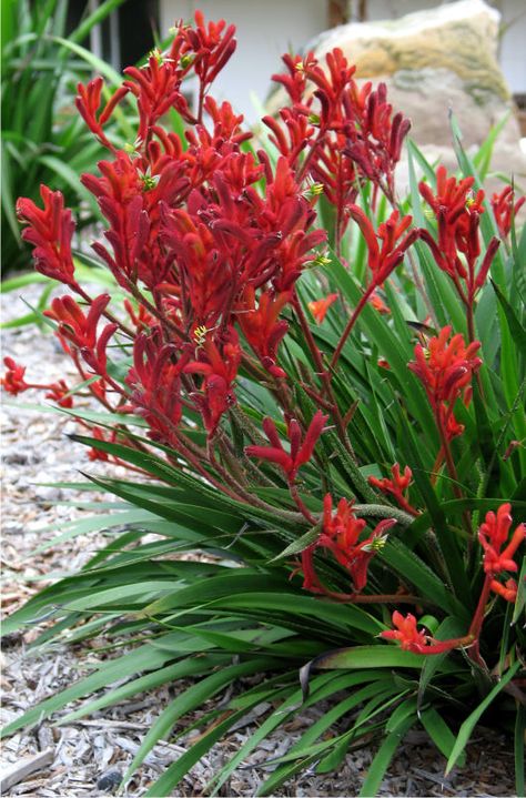 Kangaroo Paw Plant, Australian Native Garden, Australian Native Flowers, Australian Plants, Australian Garden, Kangaroo Paw, Australian Native Plants, Native Garden, Landscaping Plants