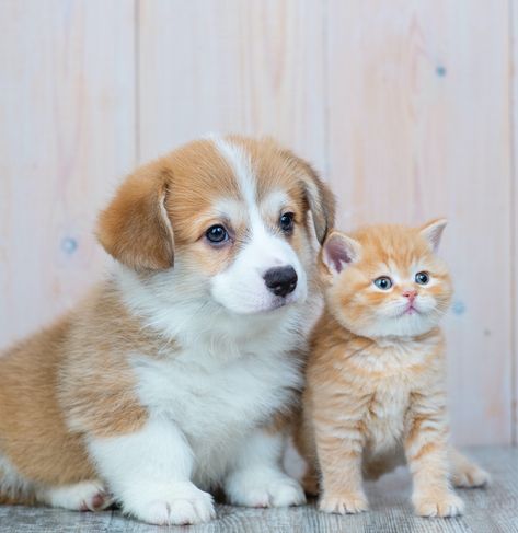 Corgi And Cat, Cute Puppies And Kittens, Love Cartoon Couple, Cartoon Couple, Cute Animals Puppies, Spirit Animals, Animals Friendship, Kittens And Puppies, Cute Corgi