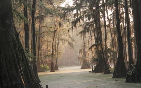 Caddo Lake – A Magical Place in East Texas – Jess Pryles Caddo Lake Texas, Jess Pryles, Caddo Lake, East Texas, Cypress Trees, Peaceful Places, Antique Mall, Magical Places, House Boat