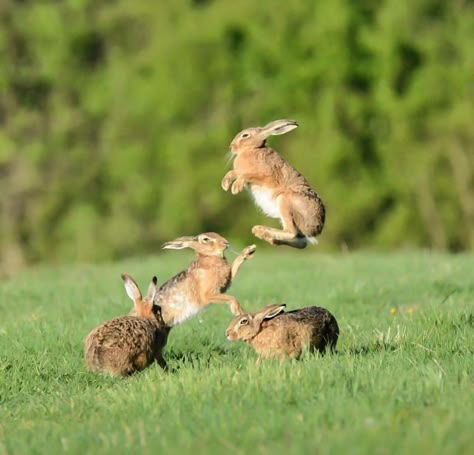 Rabbit Jumping, Rabbit Pictures, Photography Animals, Animal Study, Bunny Pictures, Sweet Animals, Animal Photo, 귀여운 동물, Cute Funny Animals