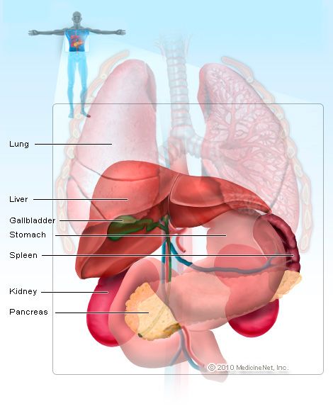 Spleen Pain, Nursing Anatomy, Teas Exam, Nurse Brain, Nurse Teaching, Low Platelets, Human Biology, Kidney Pain, Nurse Jackie