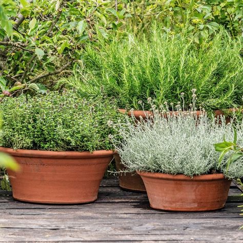 Herb Pots Outdoor, Herbs In Containers, Herbs In Pots, Growing Herbs In Pots, Patio Herb Garden, Growing Parsley, Potted Herbs, Herbs To Grow, Herb Garden Pots