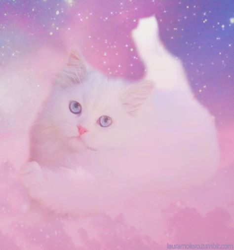 Cat Pattern Wallpaper, Pastel Galaxy, Galaxy Cat, Pastel Grunge, Secret Life Of Pets, Lovely Cat, Pastel Pink Aesthetic, White Cats, Cat Wallpaper