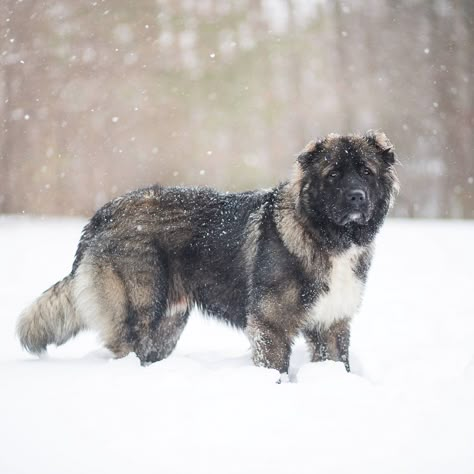 Strong, very confident, and fearless are the traits of the Caucasian Shepherd dog. You can find this dog breed under other names, such as Caucasian Ovcharka, Kawkasky Owtscharka, or Caucasian Sheepdog. No matter the name you use, these dogs are bred for large areas and livestock protection. They are not easy to handle and they are not suited for the city. This article is not about the bad reputation of this breed. This article looks at the Caucasian Shepherd dog without the pink glasses. Fir... Russian Shepherd, Caucasian Dog, Russian Bear Dog, Russian Dogs, Caucasian Ovcharka, Caucasian Shepherd Dog, Shiloh Shepherd, Russian Bear, Bear Dogs