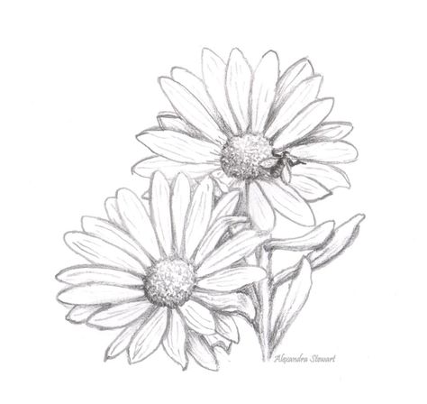 Alexandra's Art & Papercraft: Thank You card, and a sketch for you Daisy Tumblr, Flower Drawing Tumblr, Chrysanthemum Drawing, Daisy Flower Drawing, Tumblr Sketches, Daisy Drawing, Tumblr Drawings, Daisy Tattoo, Flower Drawings