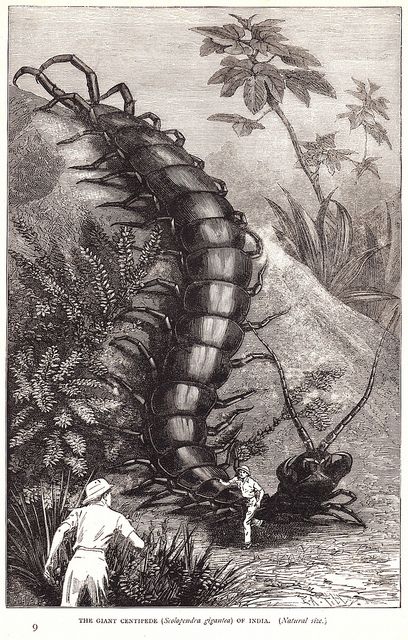 The Giant Centipede of India (natural size). Illustrator, book unknown. Marvelous anyway. via bob May on flickr Giant Centipede, Best Book Covers, Insect Art, Creature Design, Dark Fantasy, Art Reproductions, Photographic Prints, Art Inspo, Golden Retriever