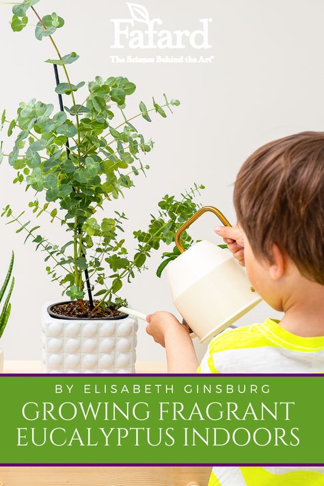 Potted Eucalyptus Tree, Caring For Eucalyptus Plant Indoors, Eucalyptus Indoor Plant, Indoor Eucalyptus Tree, Indoor Eucalyptus Plant, Planting Eucalyptus Outside, How To Grow Eucalyptus Indoors, Growing Eucalyptus Indoors, How To Grow Eucalyptus