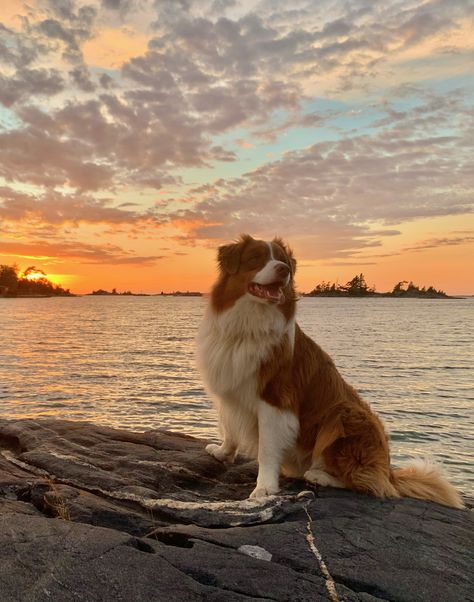 Aussie Dog Aesthetic, Australian Shepherd Aesthetic, Mini Aussie Puppy, Cute Background Pictures, Preppy Dog, Aussie Shepherd, Aussie Puppies, Border Collie Puppies, Aussie Dogs