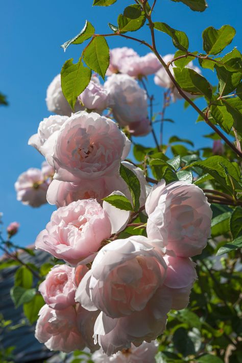 Best climbing plants: 10 best climbers for your back yard | Homes & Gardens Cecile Brunner Climbing Rose, Eden Climbing Rose, Plant Climbers, Garden Climbers, Best Climbing Plants, Blue Passion Flower, Pot Gardening, Plant Types, Trailing Flowers