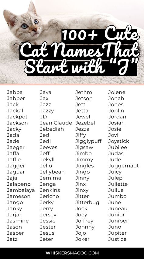 100+ Cute Cat Names That Start With J - Are you looking for cute cat names that start with the letter J? Check out 100+ of the cutest male, female and unisex cat names that start with J right here! Popular J cat names include Jinx, Jett, Jack, Jaffa and more! #catnames #newkitten #newcat #petnames Cat Symbolism, Boy Cat Names, Unique Cat Names, Cute Pet Names, Cute Cat Names, J Names, Rabbit Names, The Letter J, Kitten Names