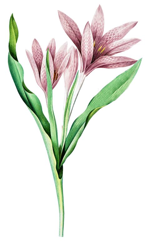 Shop this cute Vintage Autumn Crocus Hand Drawn Flower Illustration on a huge variety of cool products from stickers, magnets, Mugs, Shirts, phone cases or bags. Check it out now in our Redbubble Store. Crocus Illustration, Autumn Crocus, Flower Illustrations, Vintage Autumn, Stickers Magnets, Hand Drawn Flowers, Cool Products, Flower Illustration, Invitation Card