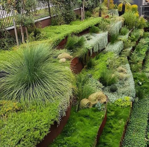 A Landscape Architect on Instagram: “Corten steel terraced garden Sedum Dichondra  Design by @brendanmoar Construction @designitlandscapes Plants @exotic_nurseries…” Architecture University, Terraced Garden, Architecture Jobs, Knockout Roses, Plans Architecture, Architecture Landscape, Landscaping Supplies, Landscape Plans, Landscaping Tips