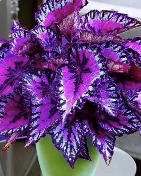 Coleus Garden, Iris Variegata, Purple Iris Aesthetic, Types Of Cactus Plants, Best Plants For Shade, Potted Plants Patio, Purple Iris Flowers Aesthetic, Variegated Iris, Playful Palette